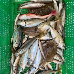 岡田釣船 八英丸 釣果