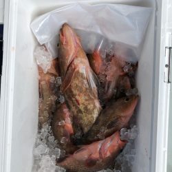 フィッシング　キッタカ 釣果