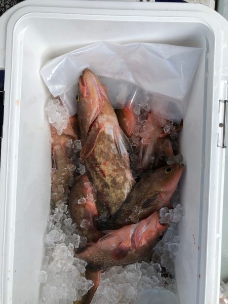 フィッシング　キッタカ 釣果