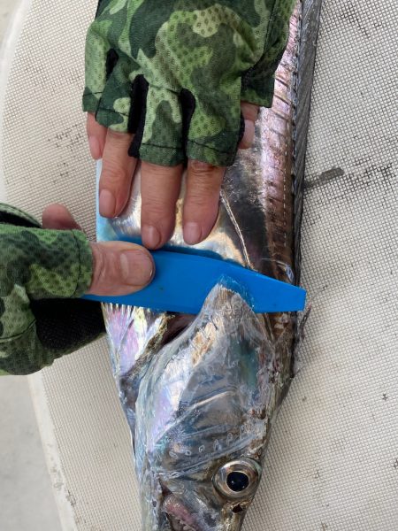 末広丸(熊本) 釣果