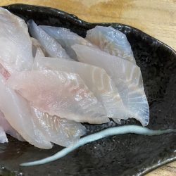 美宝丸 釣果