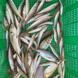 岡田釣船 八英丸 釣果