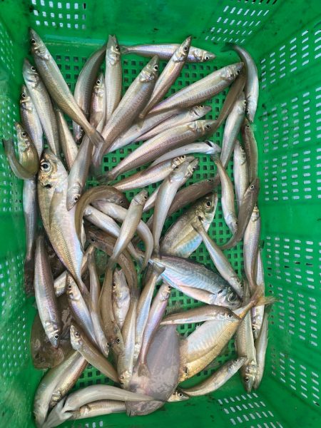 岡田釣船 八英丸 釣果