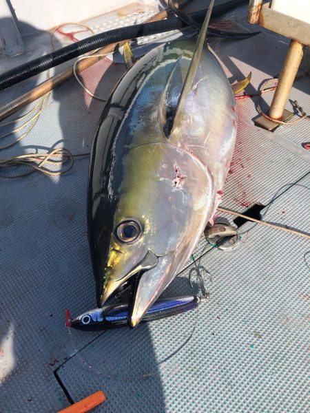 ＴＡＲＯＭＡＲＵ 釣果