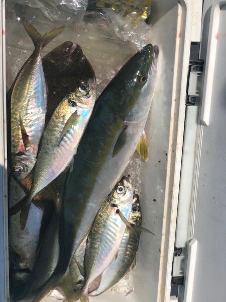 丸万釣船 釣果