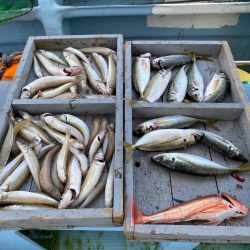 岡田釣船 八英丸 釣果