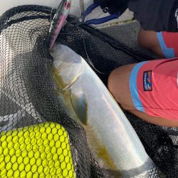 「LaGooN」蒼陽丸 日和号 釣果