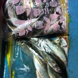 ヤザワ渡船 釣果