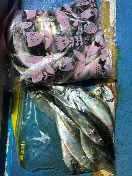 ヤザワ渡船 釣果