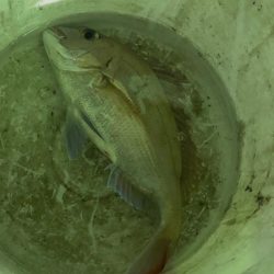 あみや渡船 JIGBOY 釣果