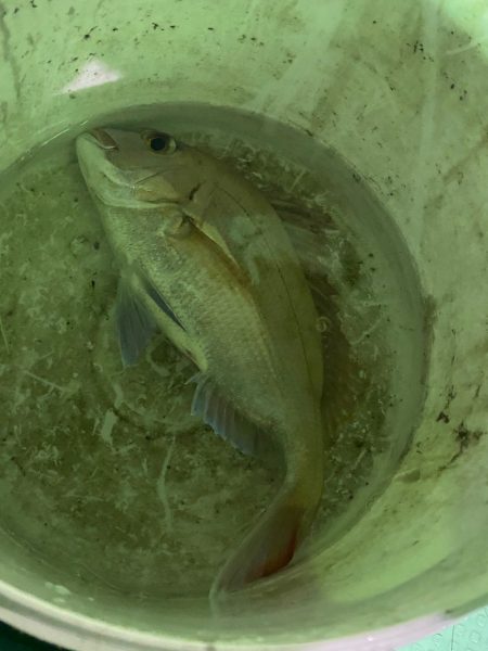 あみや渡船 JIGBOY 釣果