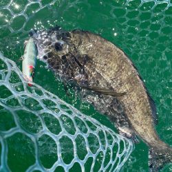「LaGooN」蒼陽丸 日和号 釣果