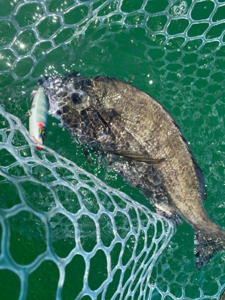 「LaGooN」蒼陽丸 日和号 釣果