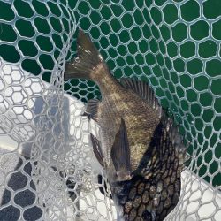 「LaGooN」蒼陽丸 日和号 釣果