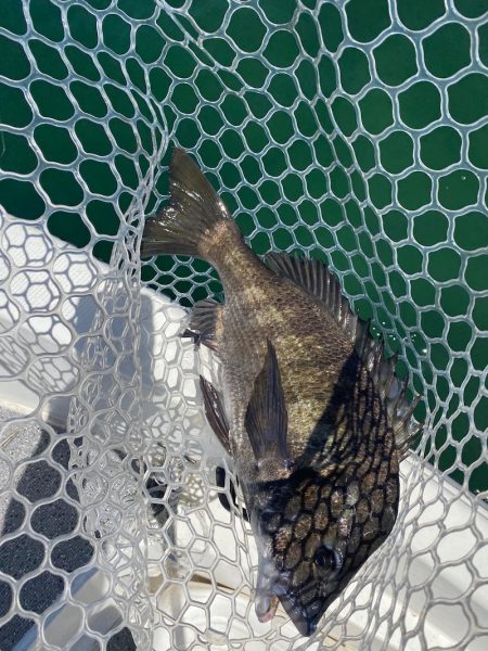 「LaGooN」蒼陽丸 日和号 釣果