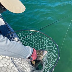 「LaGooN」蒼陽丸 日和号 釣果