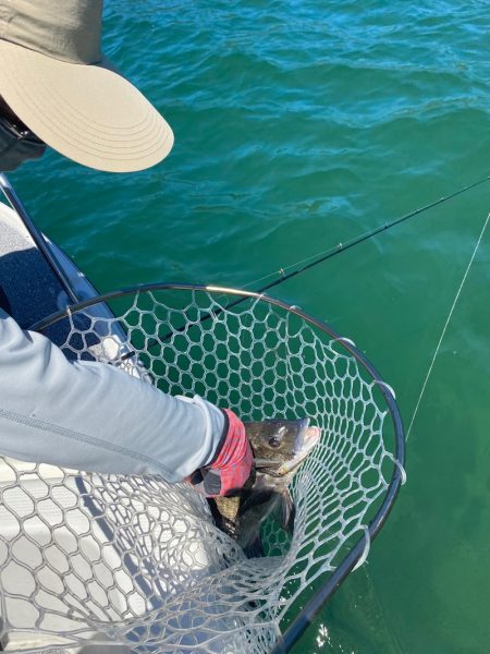 「LaGooN」蒼陽丸 日和号 釣果