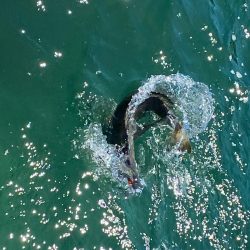 「LaGooN」蒼陽丸 日和号 釣果