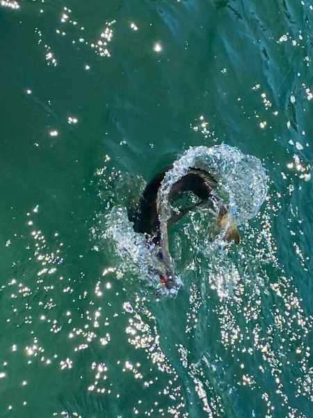 「LaGooN」蒼陽丸 日和号 釣果