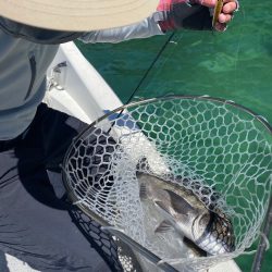 「LaGooN」蒼陽丸 日和号 釣果