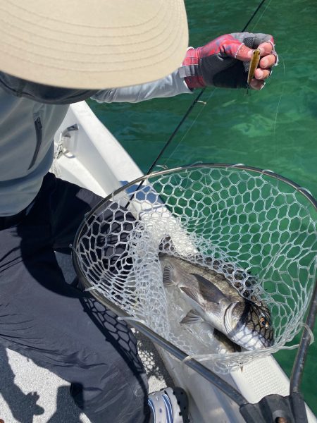 「LaGooN」蒼陽丸 日和号 釣果
