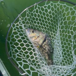 「LaGooN」蒼陽丸 日和号 釣果