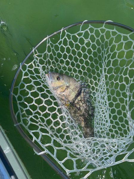 「LaGooN」蒼陽丸 日和号 釣果