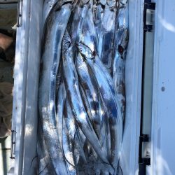 フィッシング キッタカ 釣果