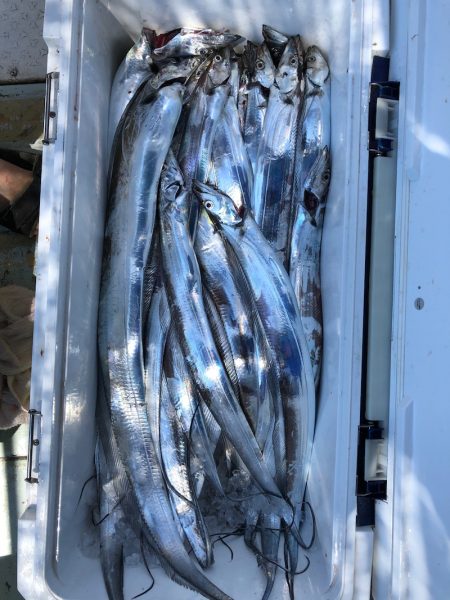 フィッシング キッタカ 釣果