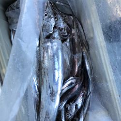 フィッシング キッタカ 釣果