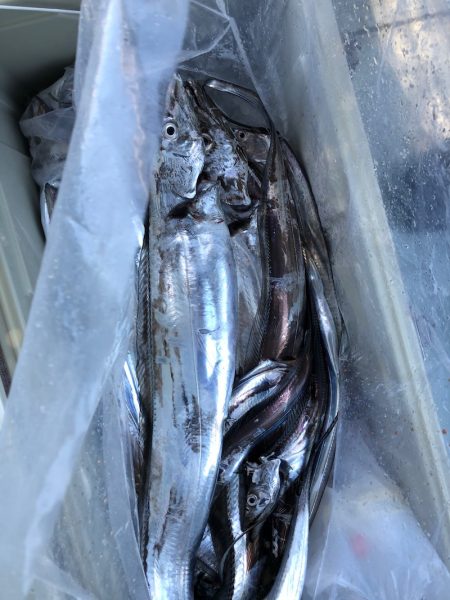 フィッシング キッタカ 釣果