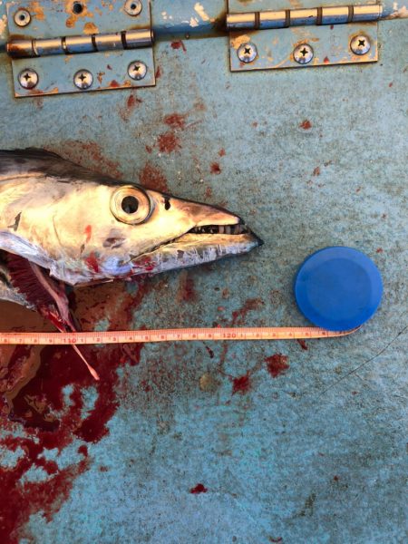 ヤザワ渡船 釣果