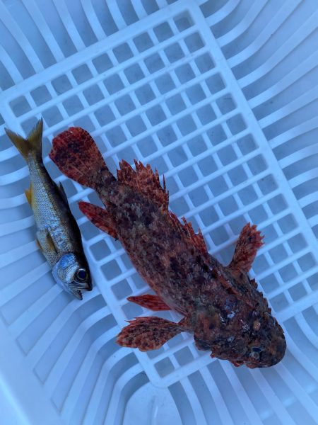 「LaGooN」蒼陽丸 日和号 釣果