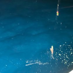 あみや渡船 JIGBOY 釣果