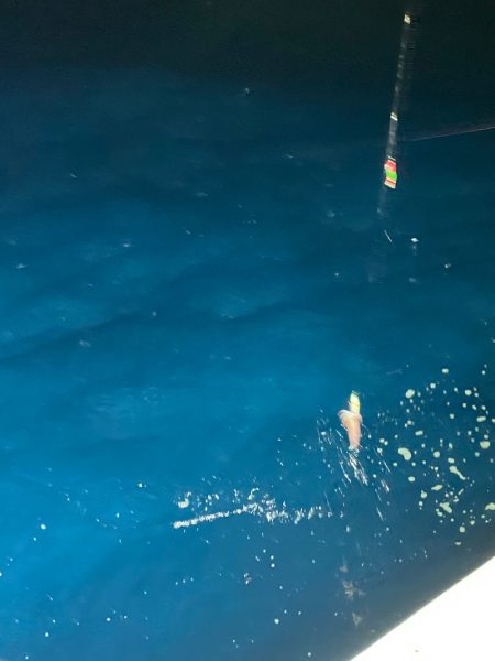 あみや渡船 JIGBOY 釣果