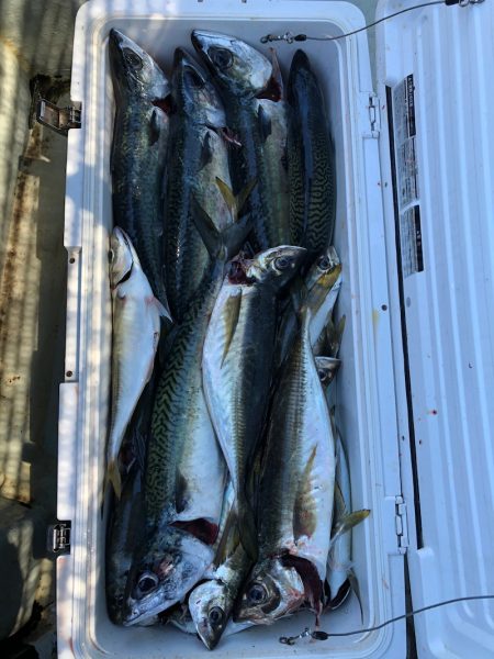 フィッシング　キッタカ 釣果