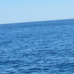 Monster Rush! 釣果