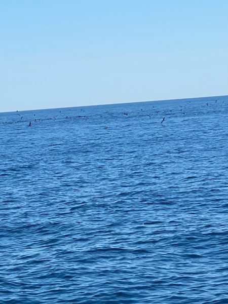 Monster Rush! 釣果