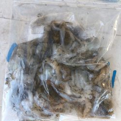 遊漁船高橋 釣果