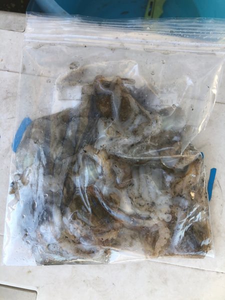 遊漁船高橋 釣果