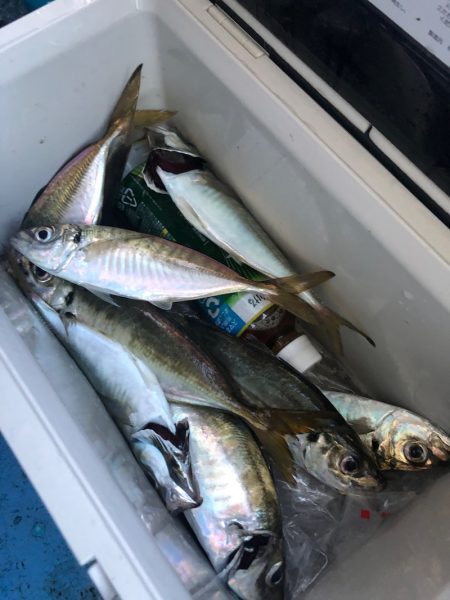 ヤザワ渡船 釣果