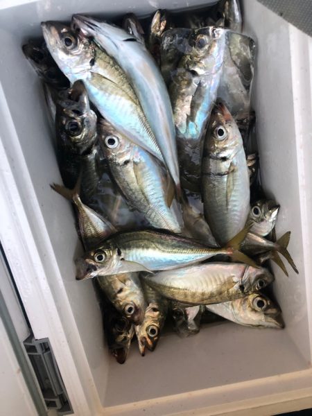 ヤザワ渡船 釣果