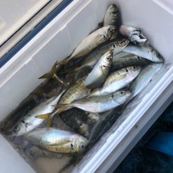 ヤザワ渡船 釣果