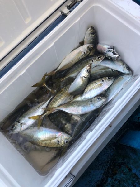 ヤザワ渡船 釣果