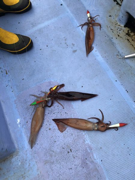 第二 つれたか丸 釣果