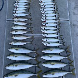 SeaRide(シーライド) 釣果