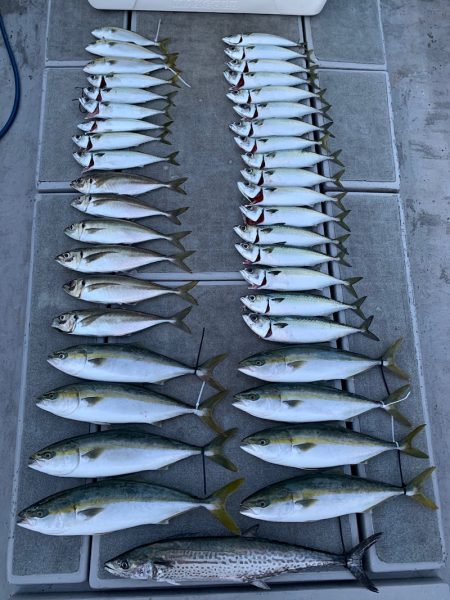 SeaRide(シーライド) 釣果