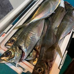 愛海丸 釣果