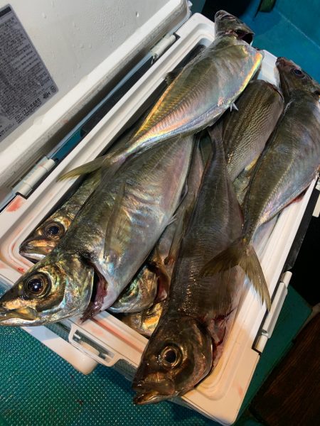 愛海丸 釣果