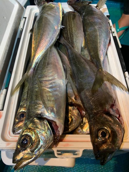 愛海丸 釣果